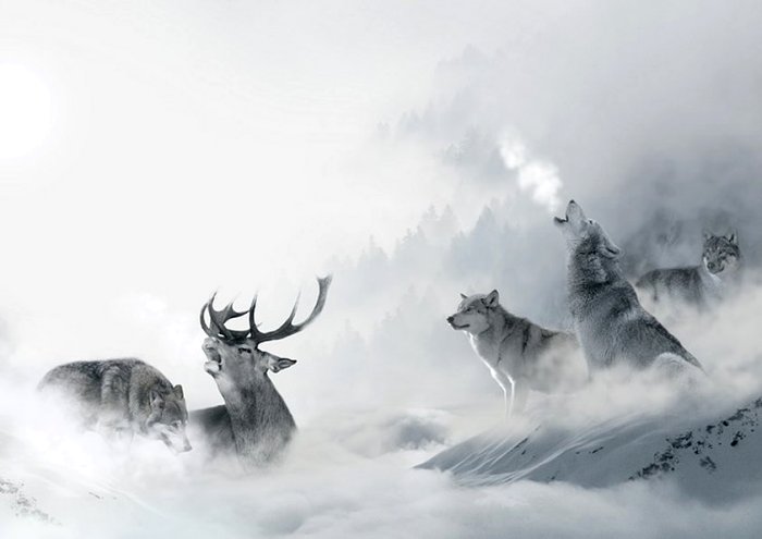 Wolf Wolves Hirsch Hunt Predator Hunter Hunted 